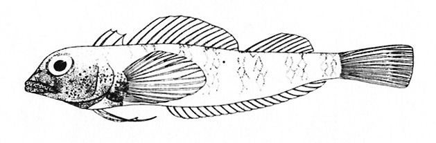 Representative of the family Tripterygiidae (Gosline & Brock, 1960, fig. 75)